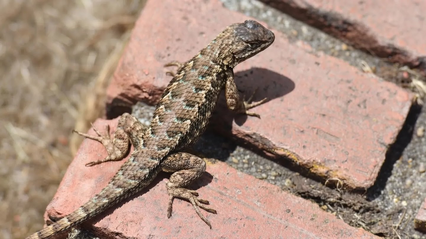 Official Google DeepMind Nano Banana 2 Lite sample: a spiny lizard with turquoise-speckled scales resting on red brick.